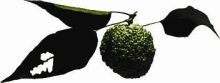 ORANGE GROVE CENTER INC., COMMUNICATION DEPARTMENT, THERAPY SERVICES